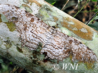 White Witch (Thysania agrippina)